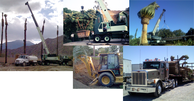 B & C Tree Equipment