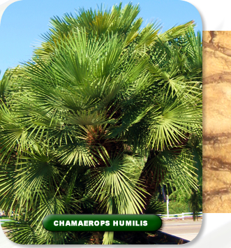 Chamaerops Humilis