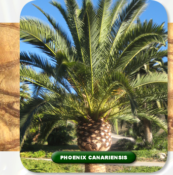 Phoenix Canariensis