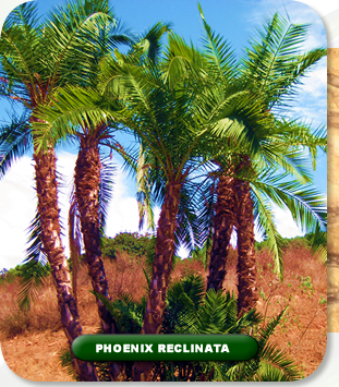 Phoenix Reclinata